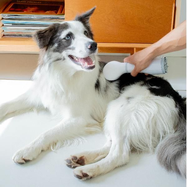 PET HAIR GROOMING + DRYER 2-IN-1